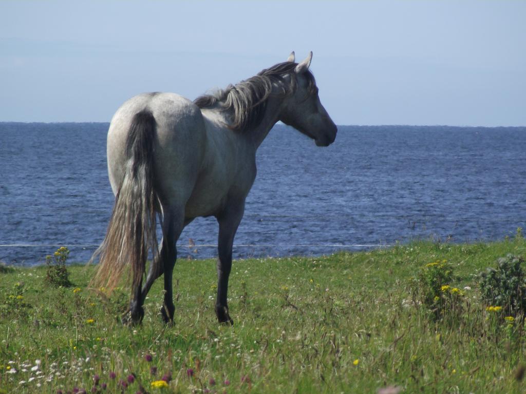 Ocean Sound Bed and Breakfast Easkey Εξωτερικό φωτογραφία